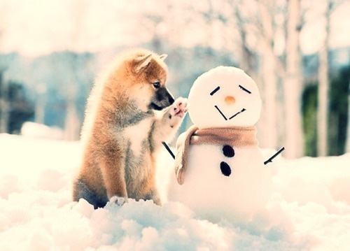 tumblr_nfdxqquC131rzzn4po1_500