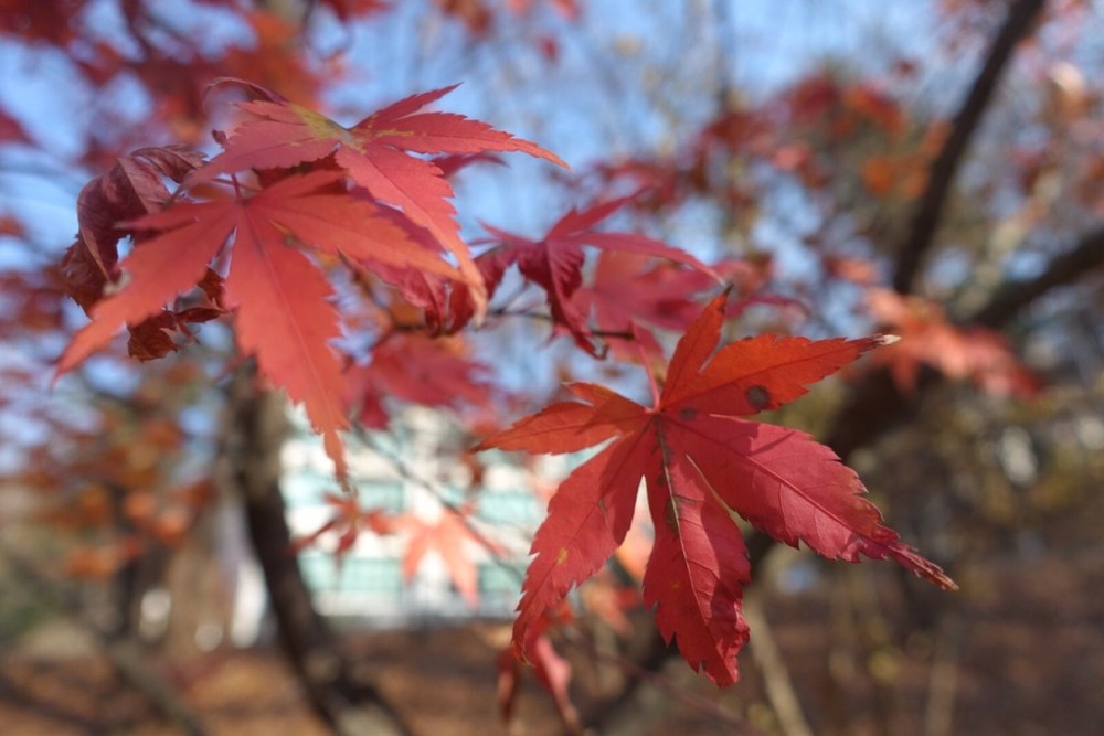 img_8680_zpskntqw5si