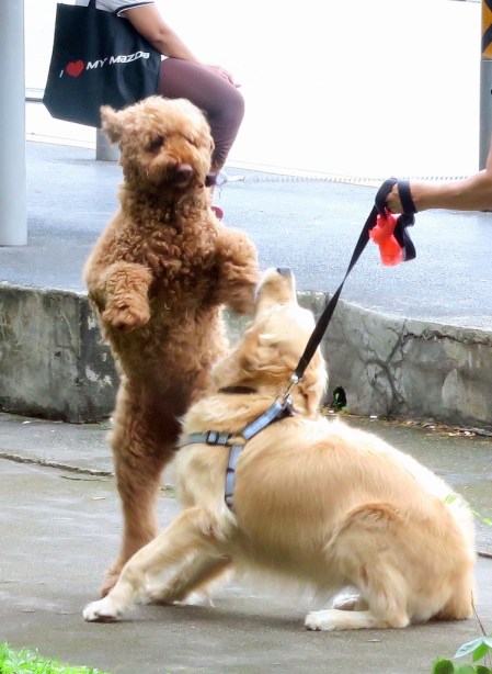 img_3508_zpspionlpjn