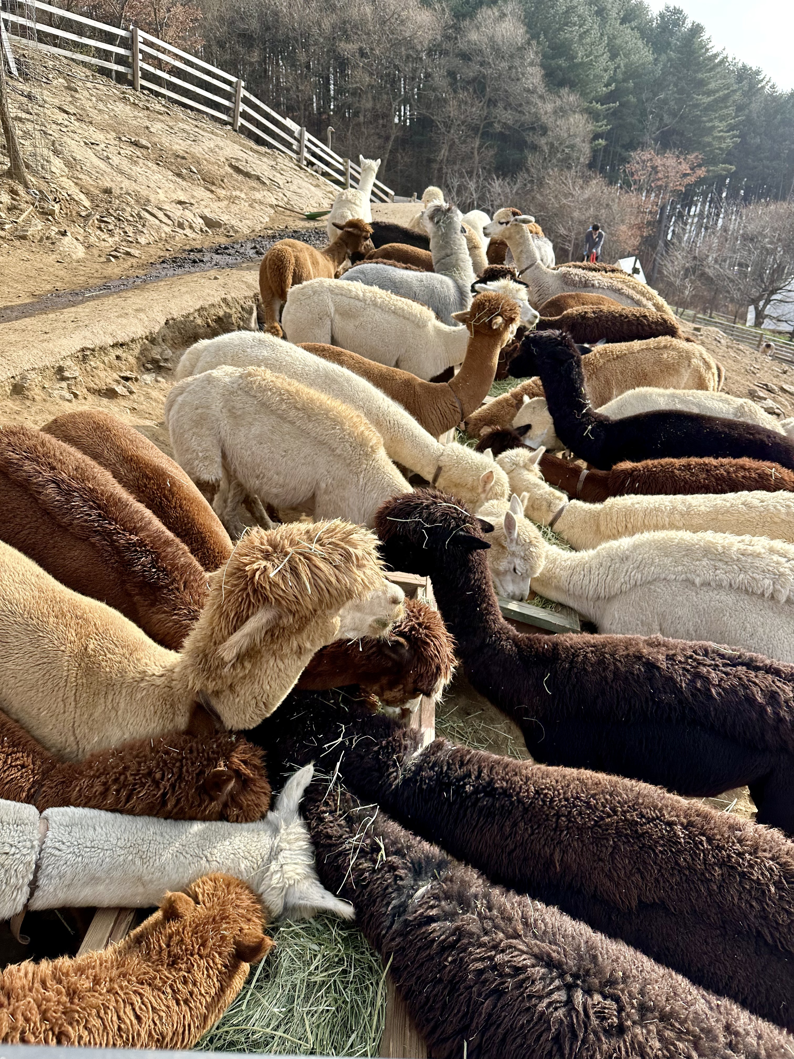 71461AE4-5629-49AF-8BED-371DC1B22E52_1_201_a