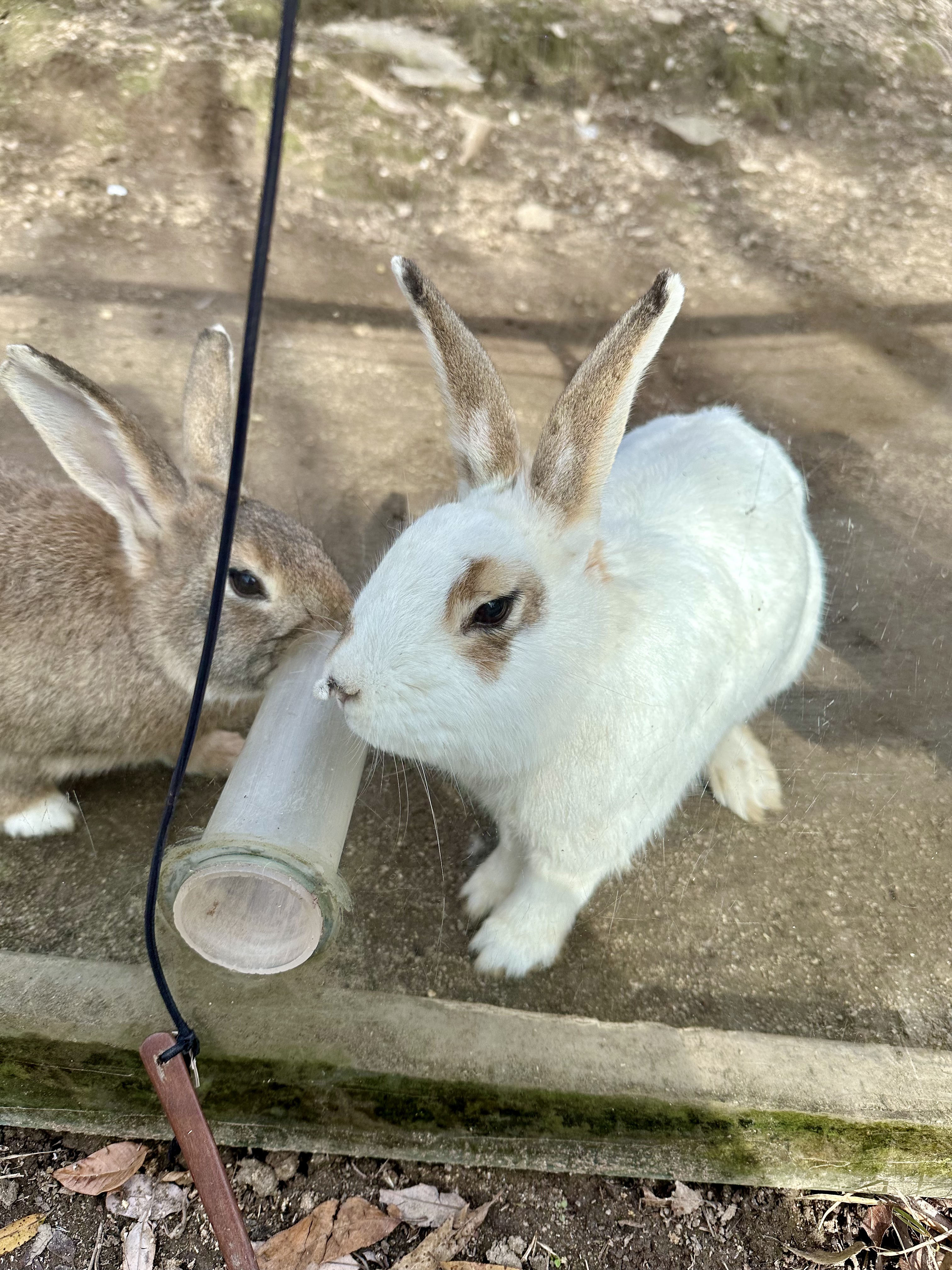 DF02FA37-4B9B-41A1-BA14-0A9CEF603B69_1_201_a