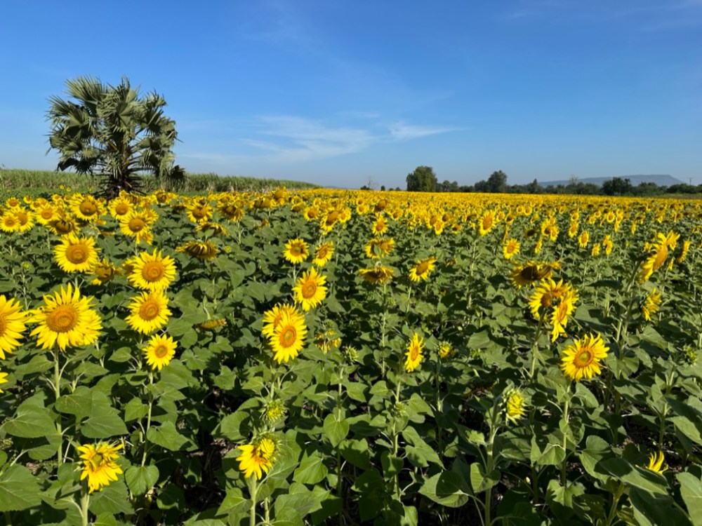 B289A304-23F9-458B-8C46-3D7632B45D95_1_105_c